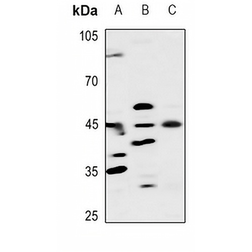 ELK1 Rabbit Polyclonal Antibody
