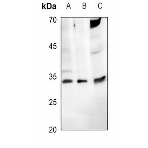 ENDOG Rabbit Polyclonal Antibody