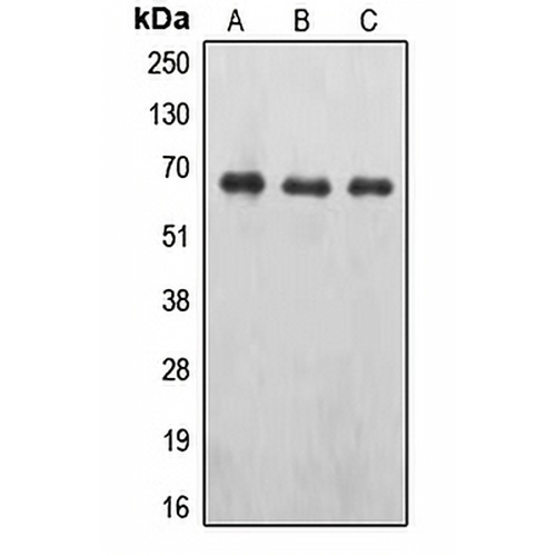 EPO Receptor (Phospho-Y426) Rabbit Polyclonal Antibody