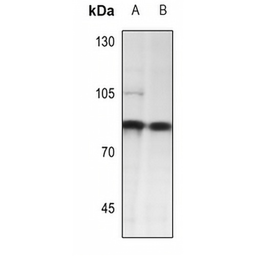 PE2 Rabbit Polyclonal Antibody