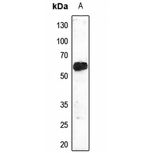 TEL Rabbit Polyclonal Antibody