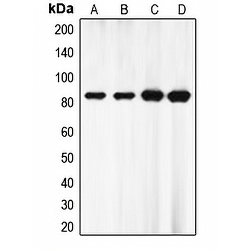 EZH1 Rabbit Polyclonal Antibody