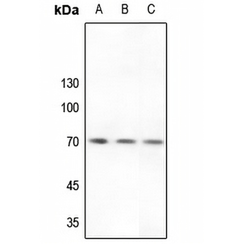 Factor II APII Rabbit Polyclonal Antibody
