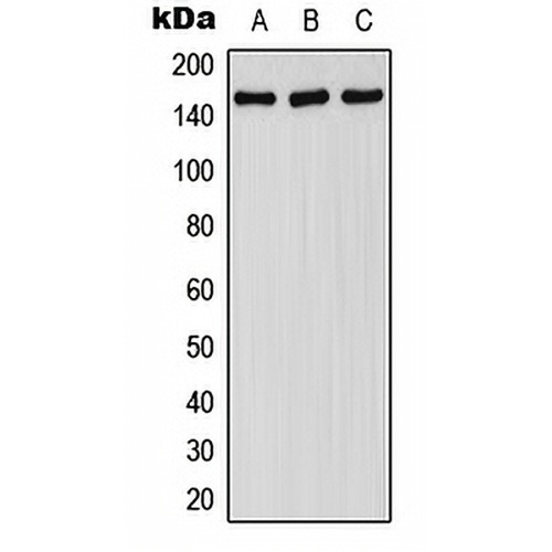 FANCA (Phospho-S1149) Rabbit Polyclonal Antibody