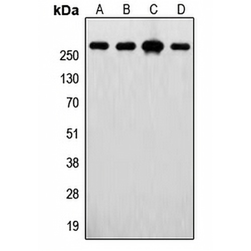 FASN Rabbit Polyclonal Antibody