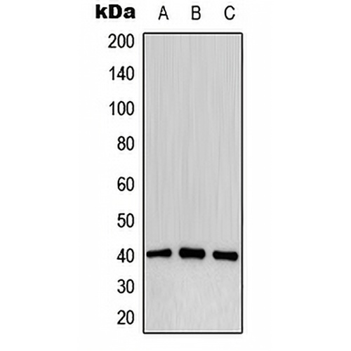 CD32b (Phospho-Y292) Rabbit Polyclonal Antibody