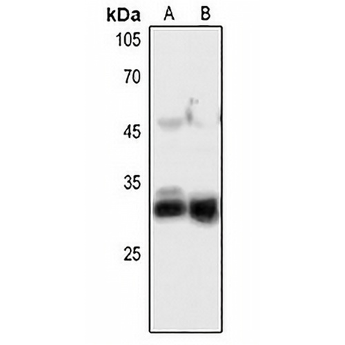 FGF5 Rabbit Polyclonal Antibody