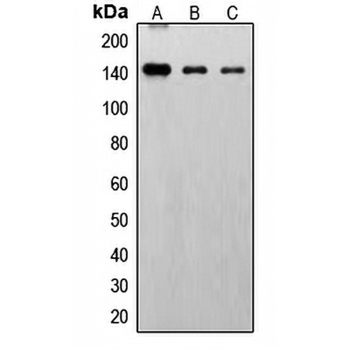 FGFR1 (Phospho-Y766) Rabbit Polyclonal Antibody