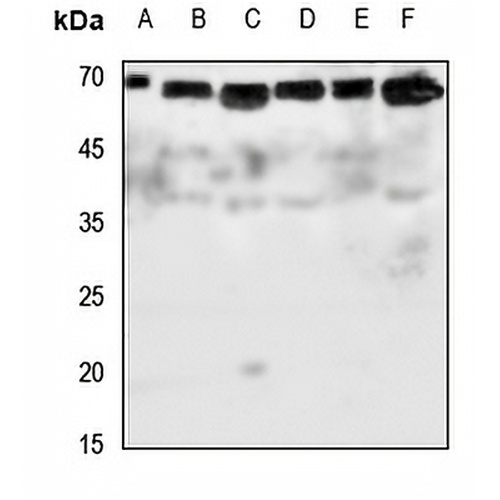 Glypican 5 Rabbit Polyclonal Antibody