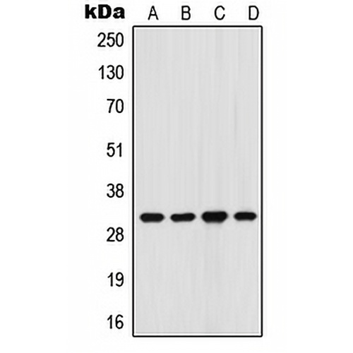FHL3 Rabbit Polyclonal Antibody