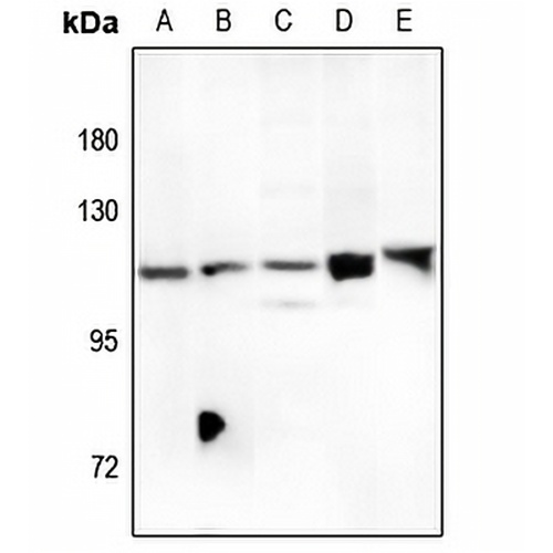 FOXM1 Rabbit Polyclonal Antibody