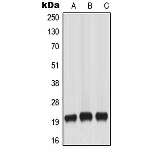 MART-1 Rabbit Polyclonal Antibody