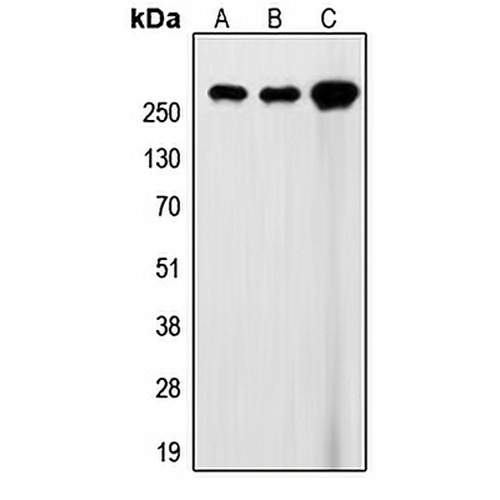 Filamin A Rabbit Polyclonal Antibody