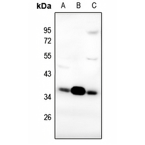 FR alpha Rabbit Polyclonal Antibody