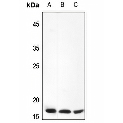 FR gamma Rabbit Polyclonal Antibody
