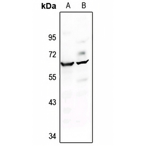 c-FOS Rabbit Polyclonal Antibody