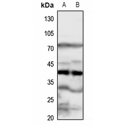 FPR1 Rabbit Polyclonal Antibody