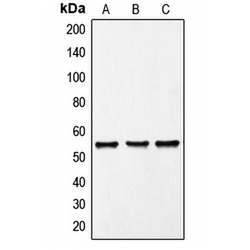 FRK Rabbit Polyclonal Antibody