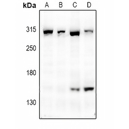 mTOR Rabbit Polyclonal Antibody