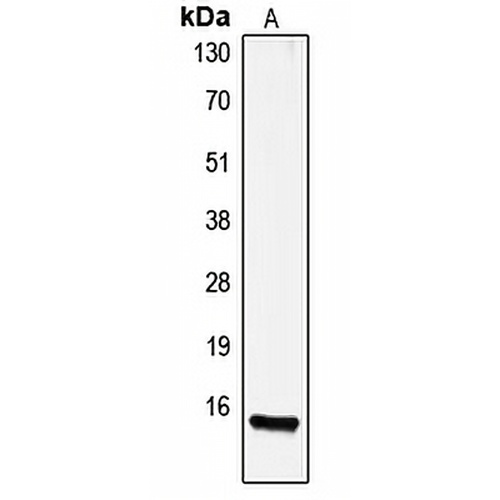 Gastrin Rabbit Polyclonal Antibody