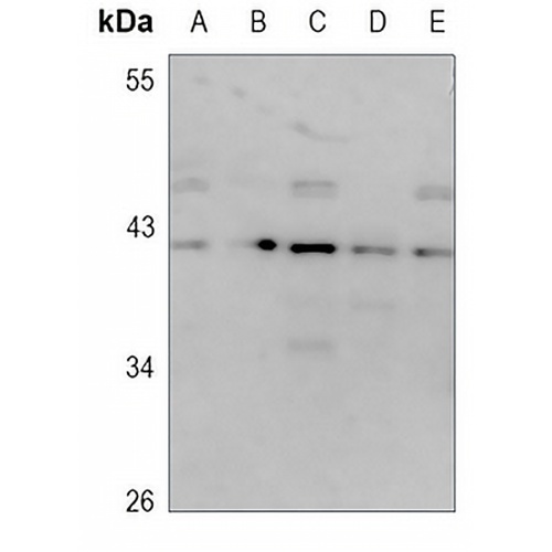CD174 Rabbit Polyclonal Antibody