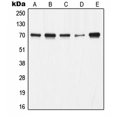 Ku70 Rabbit Polyclonal Antibody