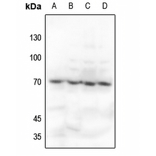 Ku70 Rabbit Polyclonal Antibody
