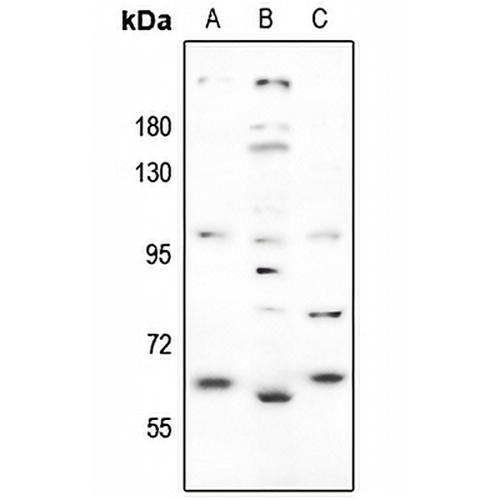 GABRA4 Rabbit Polyclonal Antibody