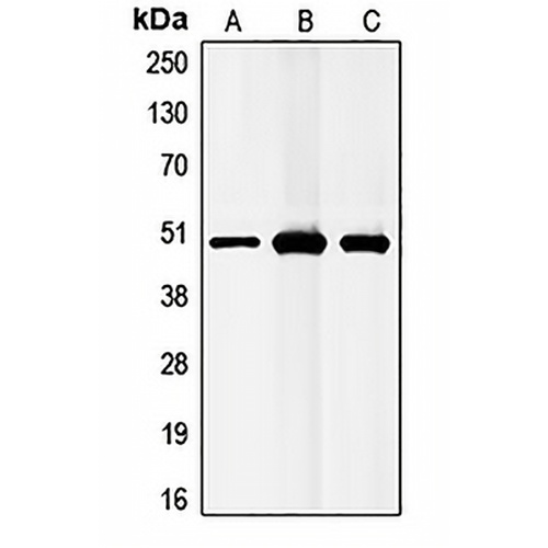 GABRB1 Rabbit Polyclonal Antibody