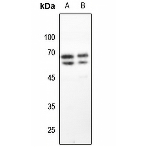 GAD1/2 Rabbit Polyclonal Antibody