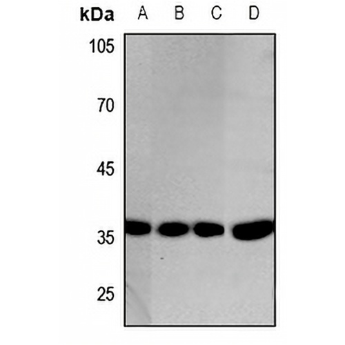 GAPDH Rabbit Polyclonal Antibody