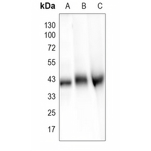 Connexin 43 Rabbit Polyclonal Antibody