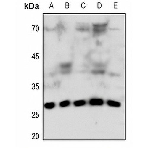 Connexin 32 Rabbit Polyclonal Antibody