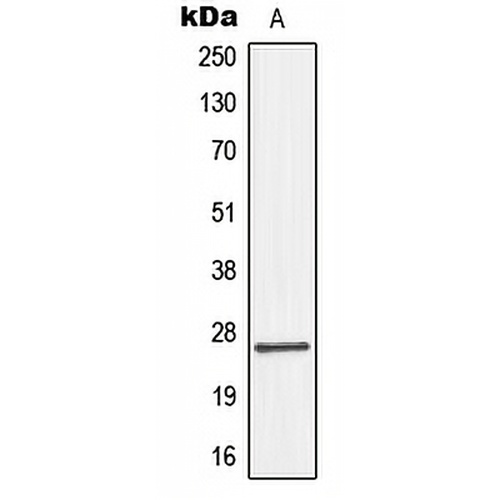 Connexin 26 Rabbit Polyclonal Antibody