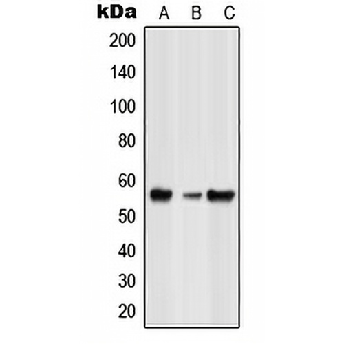 GLRB Rabbit Polyclonal Antibody