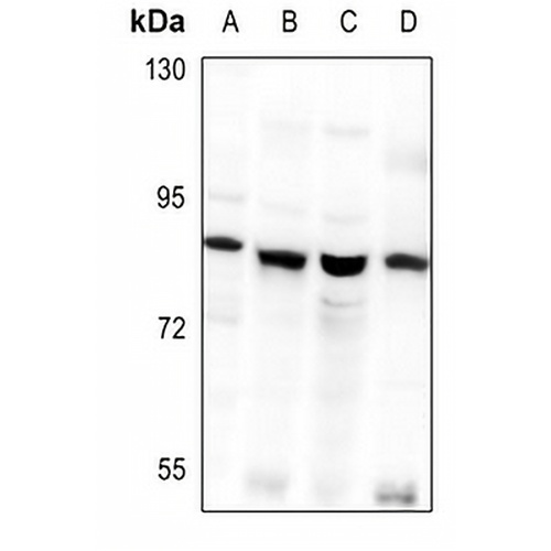 GNL1 Rabbit Polyclonal Antibody