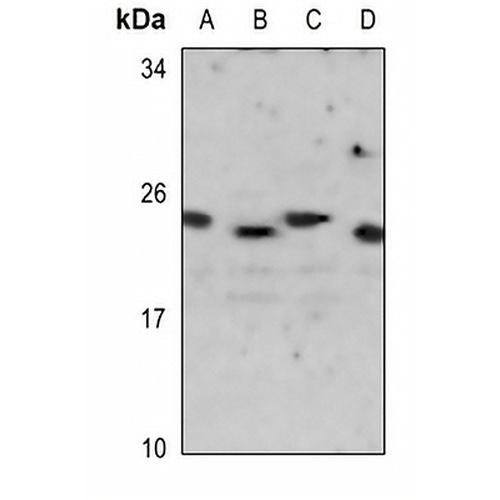CD42c Rabbit Polyclonal Antibody