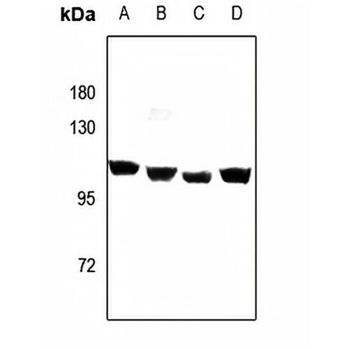 GPIPLD Rabbit Polyclonal Antibody