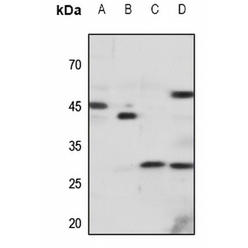 CD183 Rabbit Polyclonal Antibody