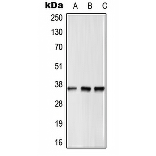 GPR12 Rabbit Polyclonal Antibody