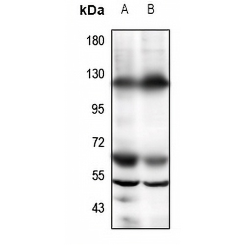 GPR19 Rabbit Polyclonal Antibody