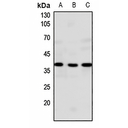 GPR20 Rabbit Polyclonal Antibody