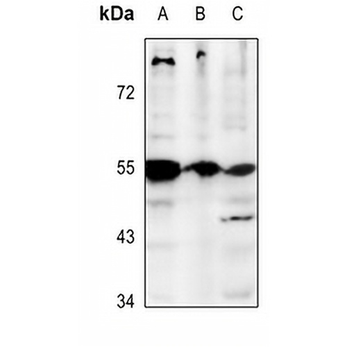 GPR25 Rabbit Polyclonal Antibody
