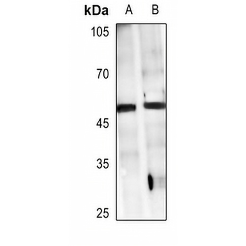 GPR38 Rabbit Polyclonal Antibody