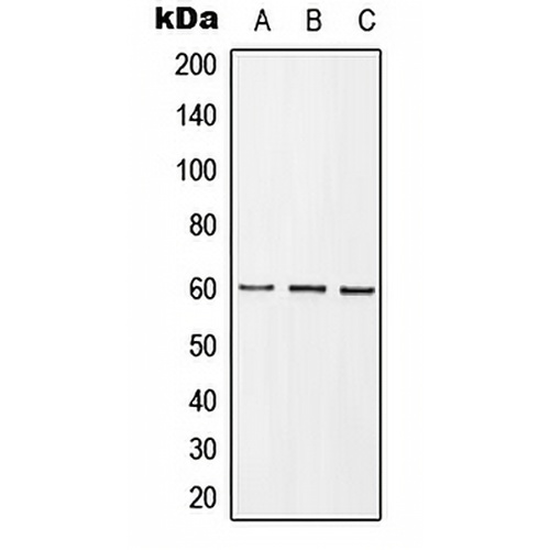 GRB10 (Phospho-Y67) Rabbit Polyclonal Antibody