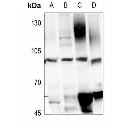 GLUR1 (Phospho-S849) Rabbit Polyclonal Antibody