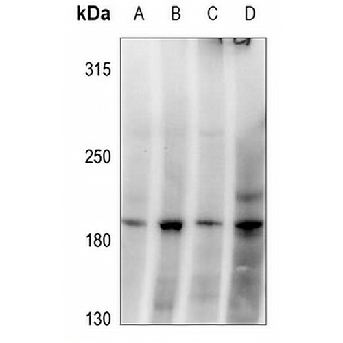 GRLF1 (Phospho-Y1087) Rabbit Polyclonal Antibody