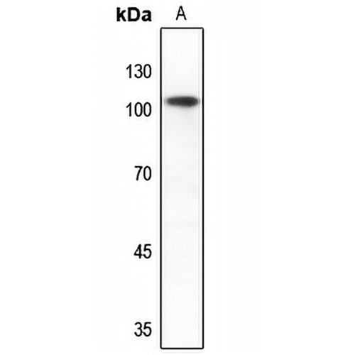 mGLUR2 Rabbit Polyclonal Antibody