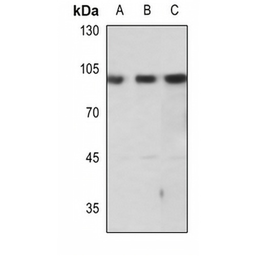 mGLUR7 Rabbit Polyclonal Antibody