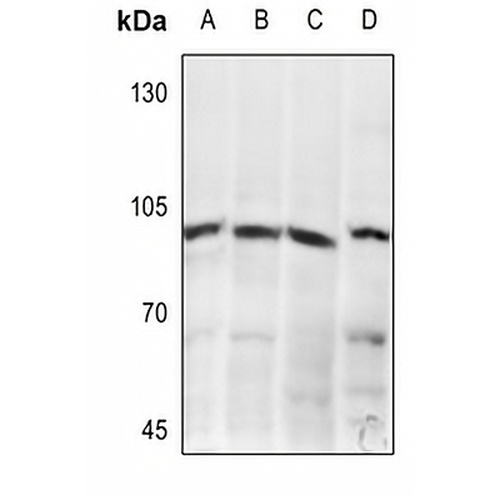 mGLUR8 Rabbit Polyclonal Antibody